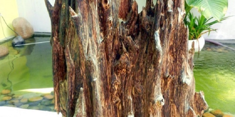 1.  Khái niệm gỗ tự nhiên là gì? và cách phân loại